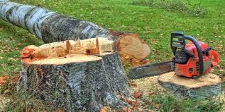 Best Storm Damage Tree Cleanup  in Meadow Lake, NM