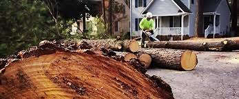 Best Lawn Renovation and Restoration  in Meadow Lake, NM