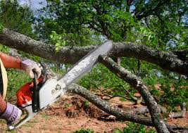 Best Tree Preservation Services  in Meadow Lake, NM
