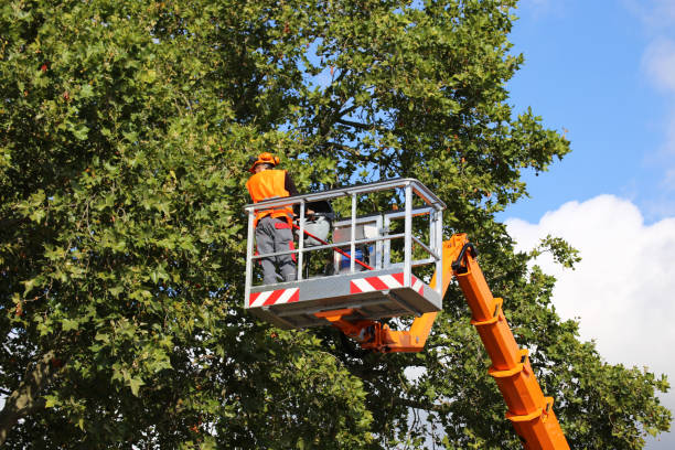 Best Tree Mulching  in Meadow Lake, NM