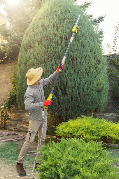 Best Tree Risk Assessment  in Meadow Lake, NM