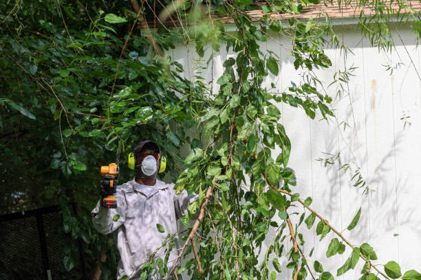 Best Hazardous Tree Removal  in Meadow Lake, NM