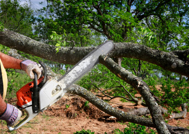 Best Tree Trimming and Pruning  in Meadow Lake, NM